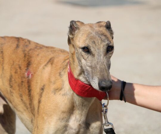 Lokin (M) Refuge de la FBM