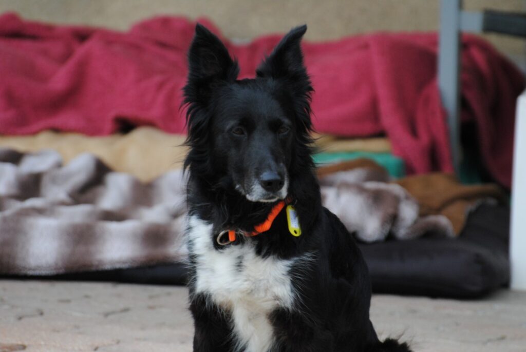 Lucie (F) Senior / Border Collie / En accueil dans le 10