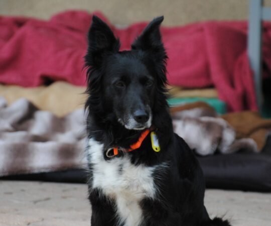 Lucie (F) Senior / Border Collie / En accueil dans le 10
