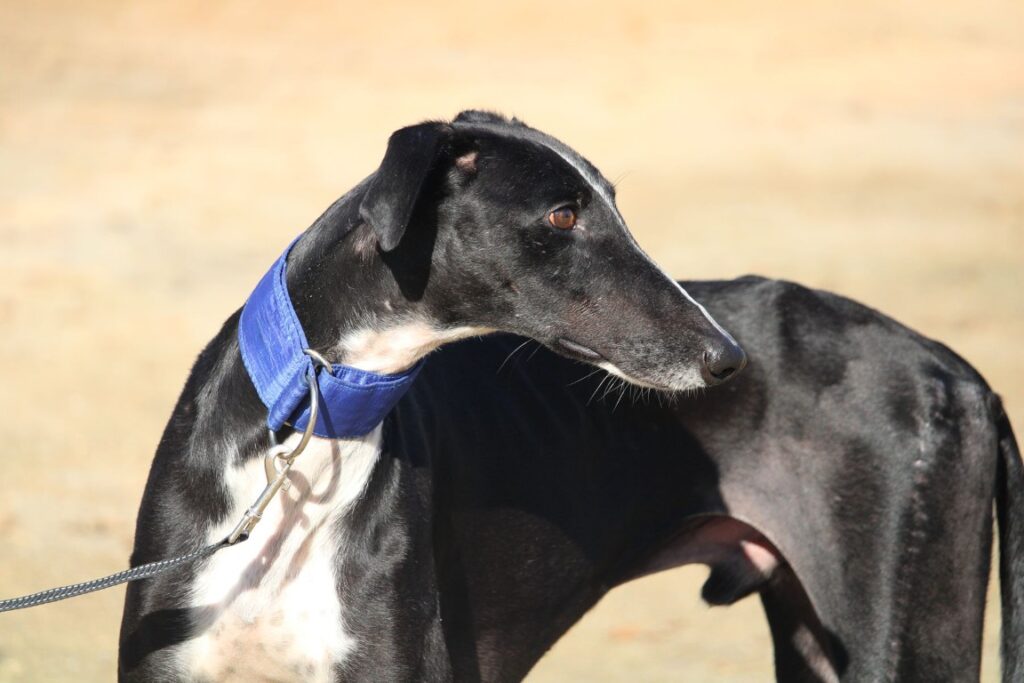 Marcus (M) Refuge de la FBM