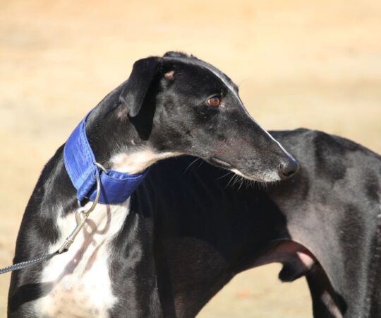 Marcus (M) Refuge de la FBM