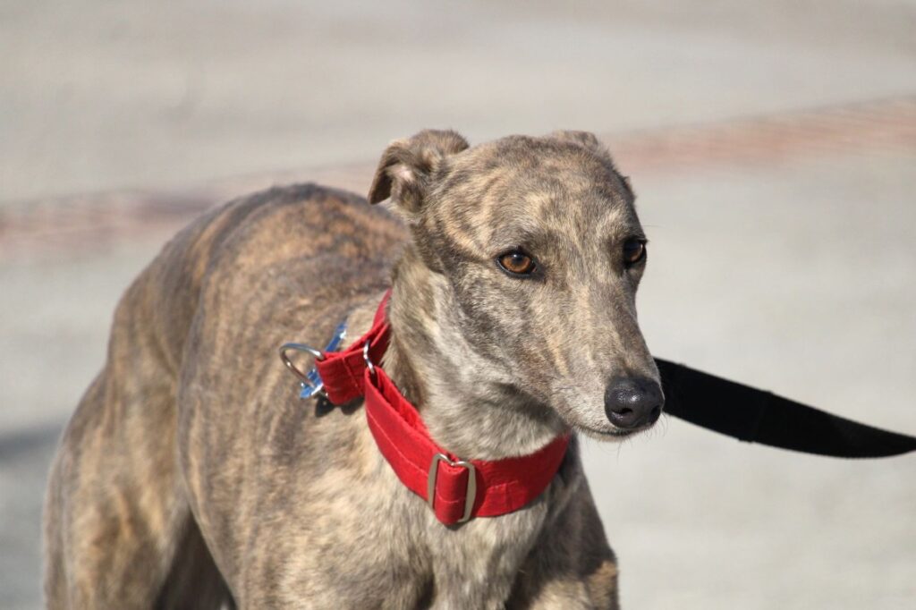 Nami (F) Refuge de la FBM