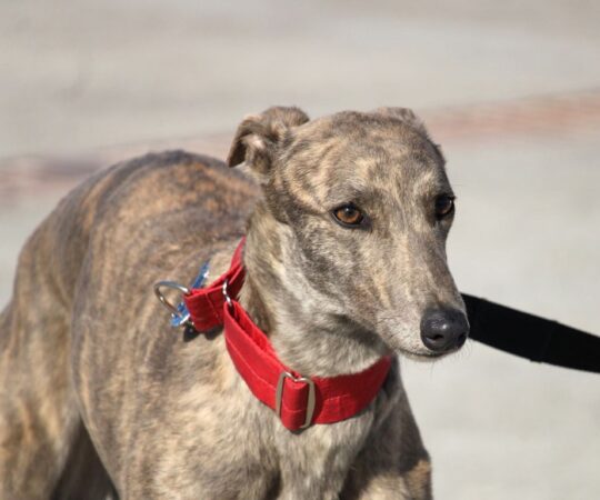 Nami (F) Refuge de la FBM