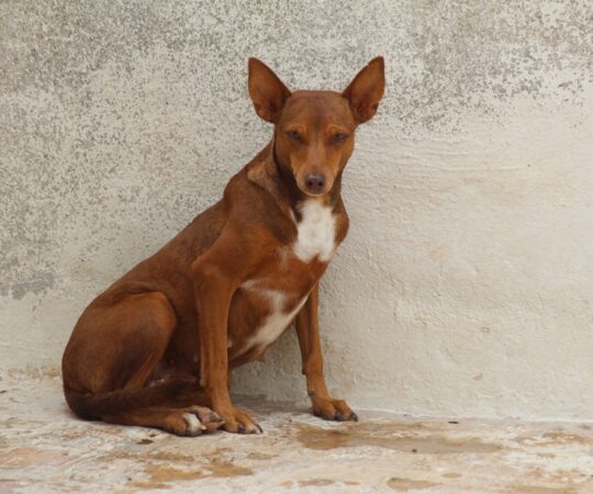 Neli (F) Pod Refuge d&rsquo;Ecija