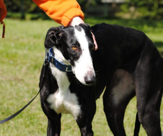 Nicoletta (F) Déjà en France en accueil dans le 59