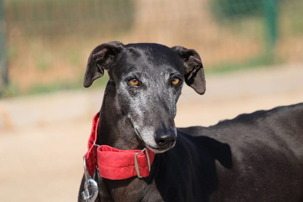 Ophelia (F) Refuge de la FBM