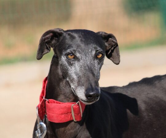 Ophelia (F) Refuge de la FBM