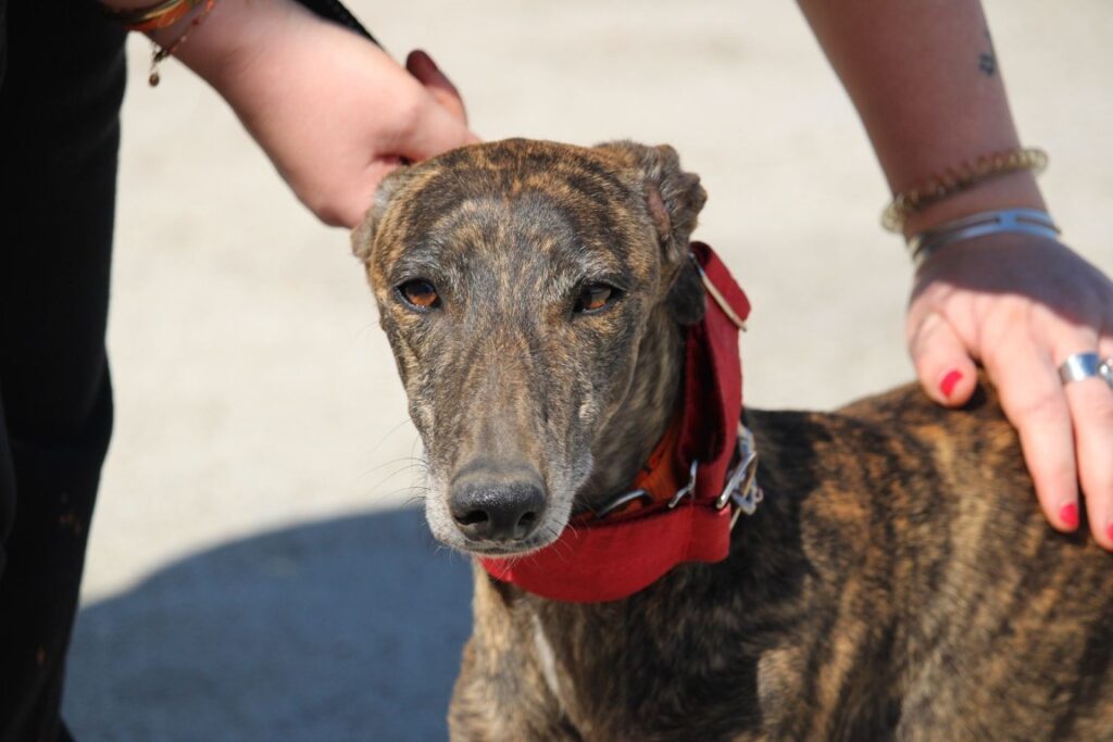 Patty (F) Refuge de la FBM