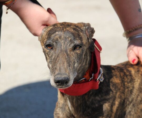 Patty (F) Refuge de la FBM