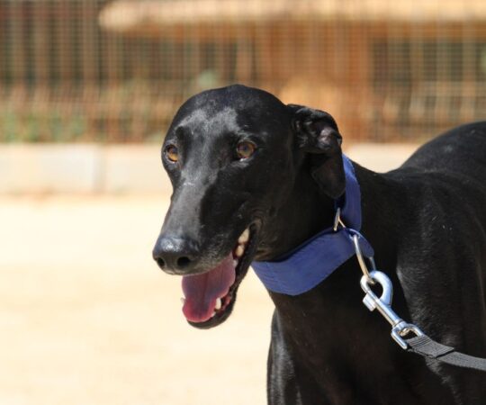 Pomodoro (M) Refuge de la FBM