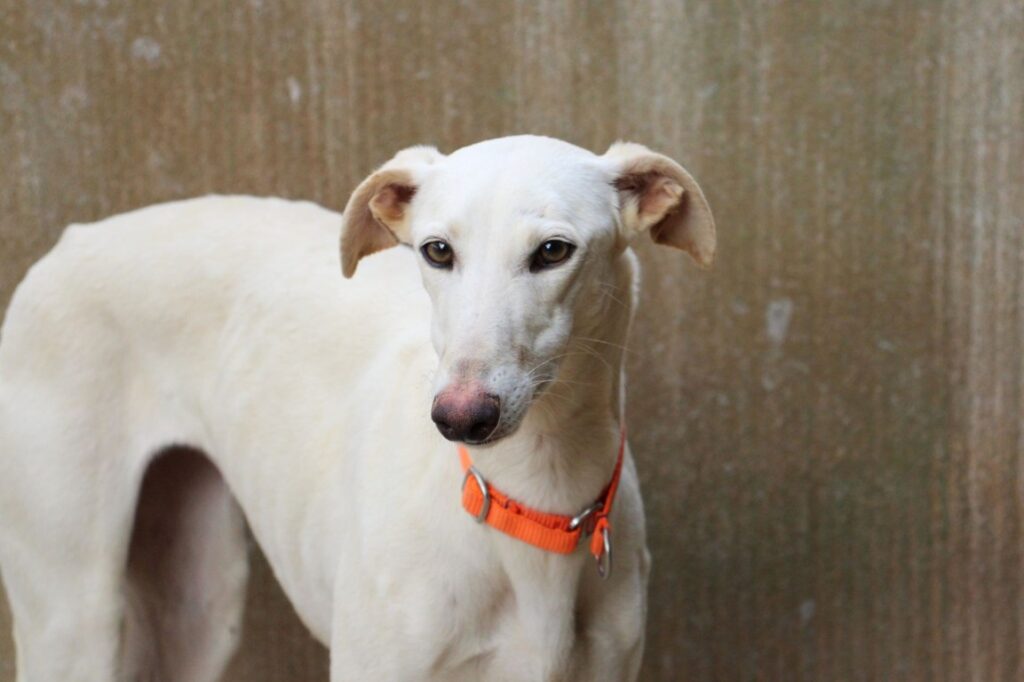 Rubi (F) Refuge de la FBM