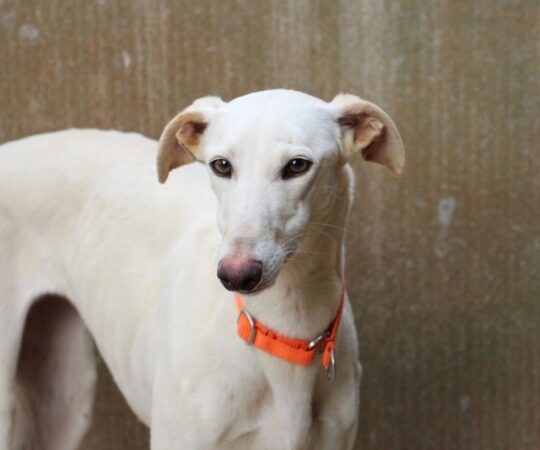 Rubi (F) Refuge de la FBM Adoptée