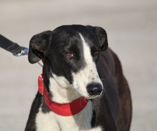Topacio (F) Refuge de la FBM