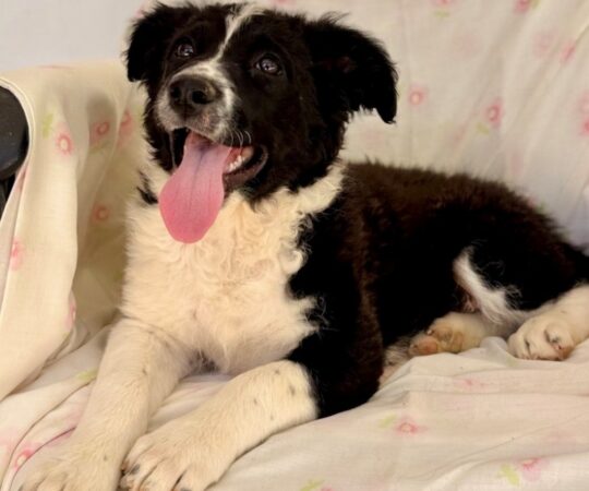 Zoé (F) Chiot Mastin / Refuge de Tobarra