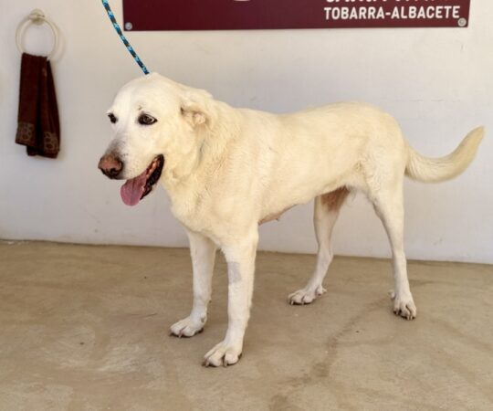 Dana (F) X Mastine / Refuge de Tobarra