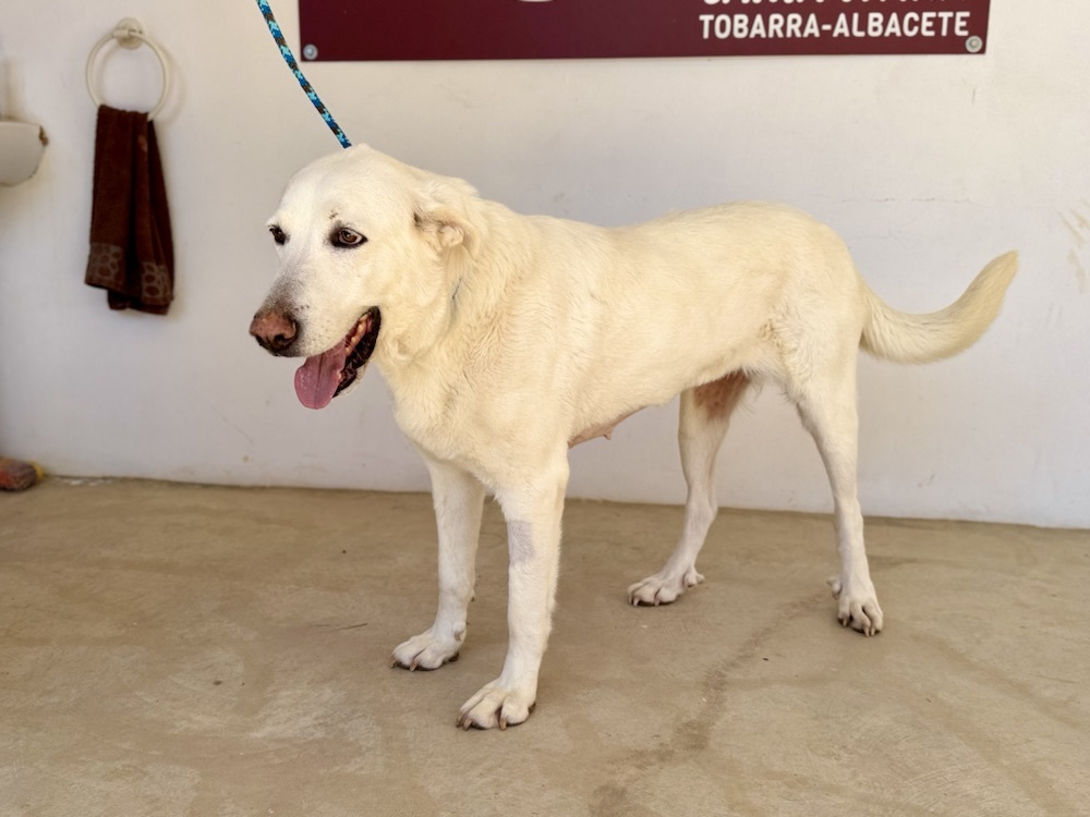Dana (F) X Mastine / Refuge de Tobarra