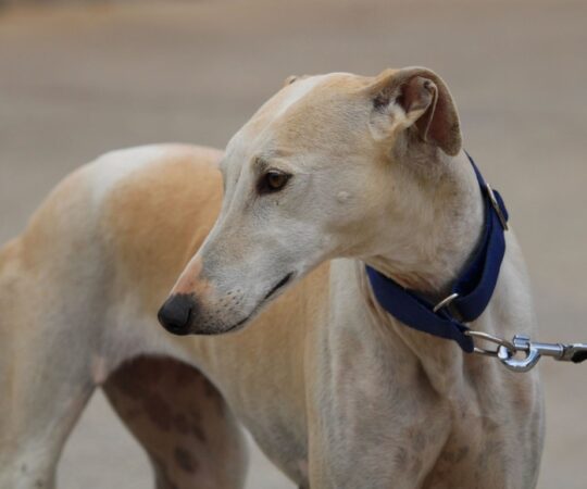 Tess (F) Refuge de la FBM
