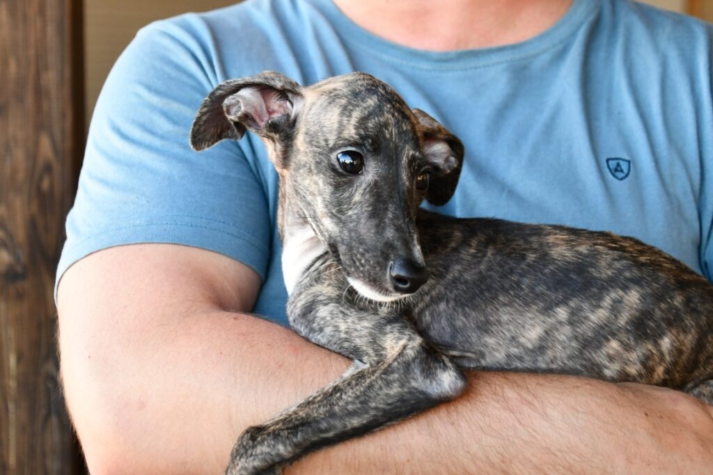 Duriane (F) Chiot / Refuge de la FBM