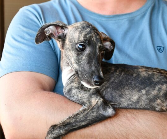 Duriane (F) Chiot / Refuge de la FBM