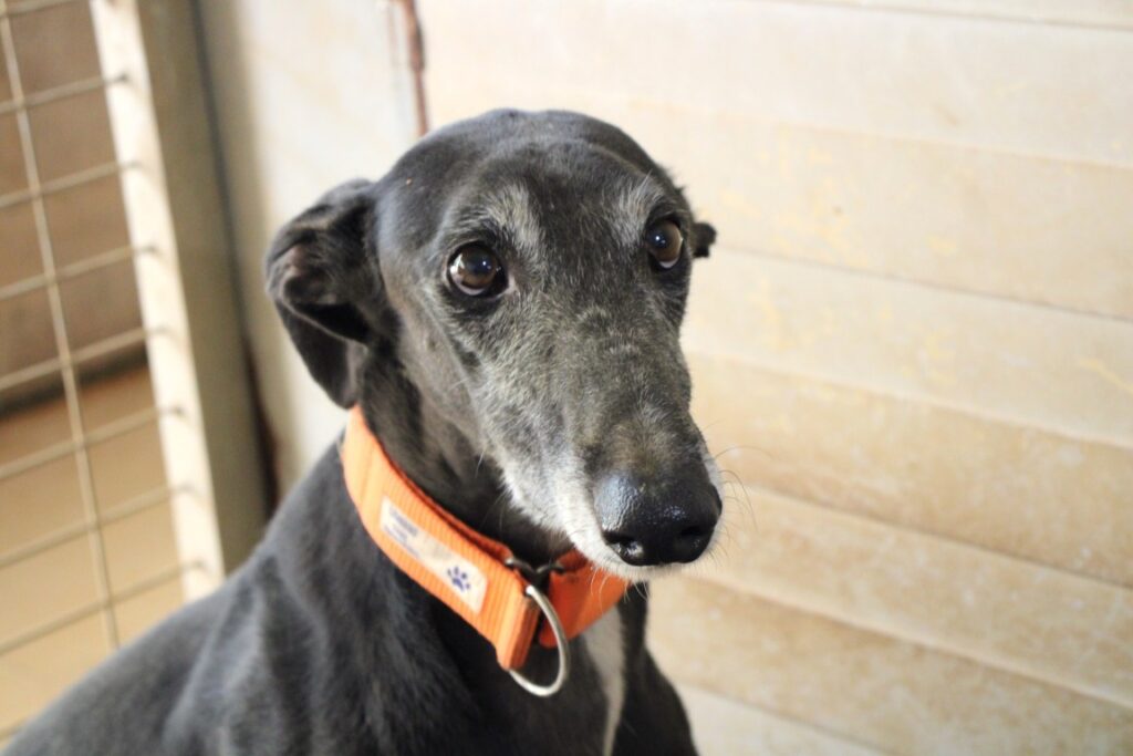 Kofy (M) Plus d&rsquo;un an de refuge / FBM