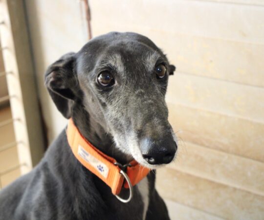 Kofy (M) Plus d&rsquo;un an de refuge / FBM