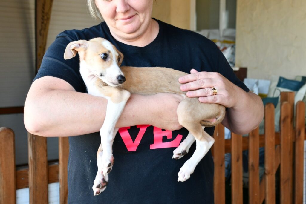 Mago (M) Chiot / Refuge de la FBM