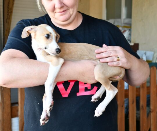 Mago (M) Chiot / Refuge de la FBM