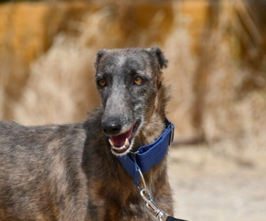 Tessa (F) Refuge de Carmona