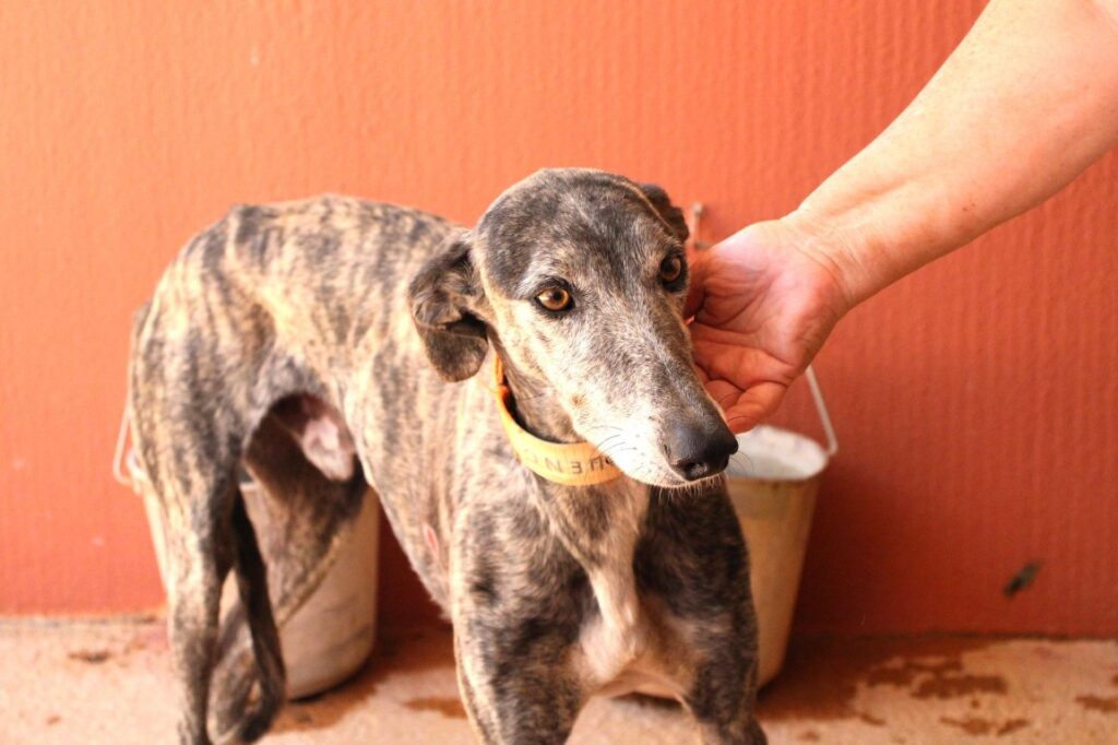 Trueno (M) Refuge de la FBM