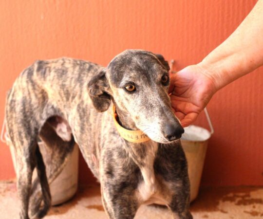 Trueno (M) Refuge de la FBM