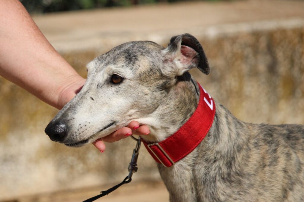 Horus( M) Senior / Refuge de la FBM
