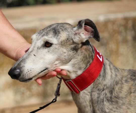 Horus( M) Senior / Refuge de la FBM