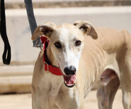 Capuchino (M) Hôpital / Refuge de la FBM Adopté