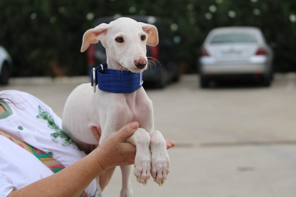 Evo (M) Chiot / Refuge de la FBM