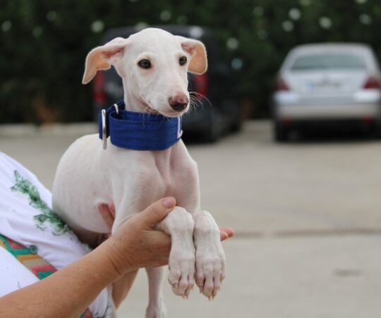 Evo (M) Chiot / Refuge de la FBM