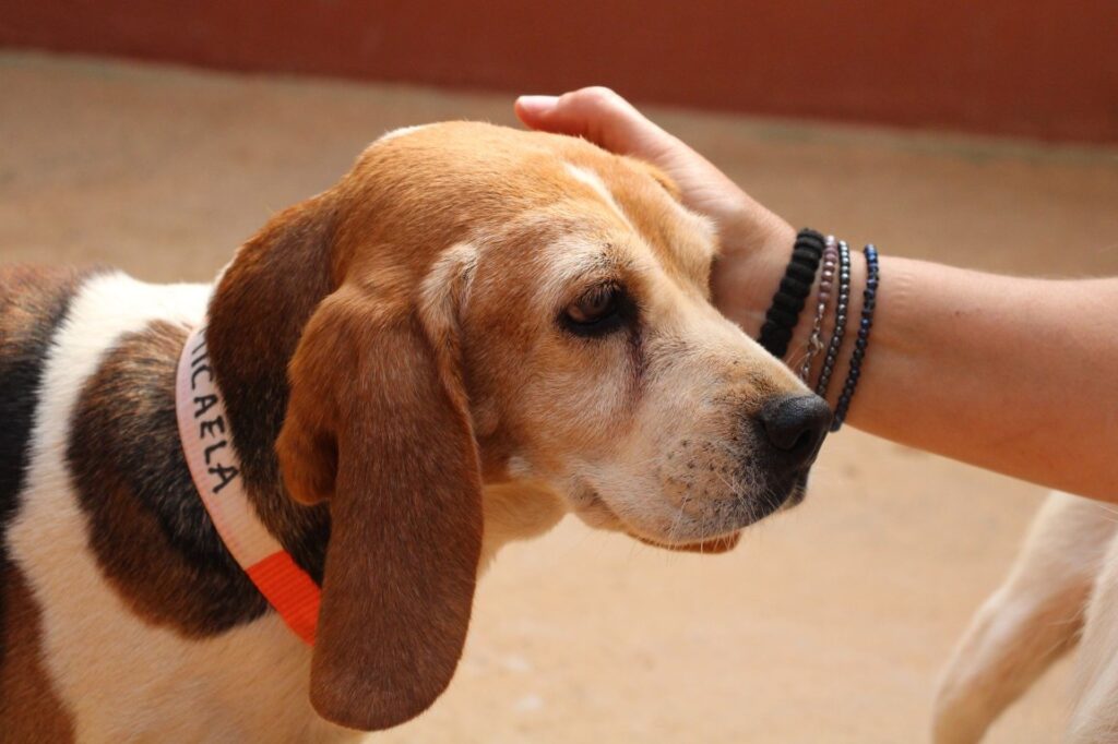 Micaela (F) Senior/ Beagle/ Refuge de la FBM