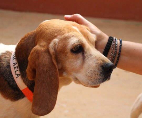 Micaela (F) Senior/ Beagle/ Refuge de la FBM