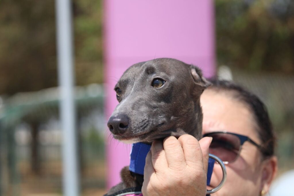 TIBU (M) PLI / Refuge de la FBM