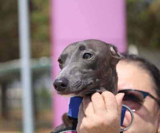 TIBU (M) PLI / Refuge de la FBM