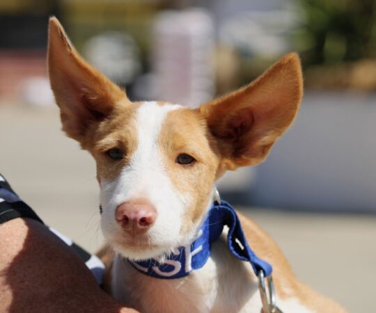 Tiki (M) Pod junior / Refuge de la FBM Adopté