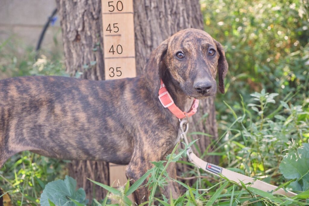 Fanta (F) Chiot / Refuge de Tobarra