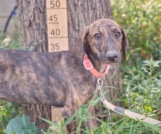 Fanta (F) Chiot / Refuge de Tobarra