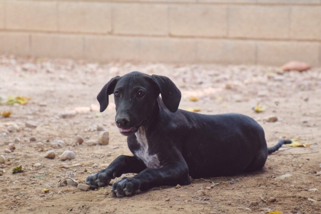 Fina (F) Chiot / Refuge de Tobarra
