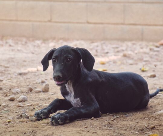 Fina (F) Chiot / Refuge de Tobarra