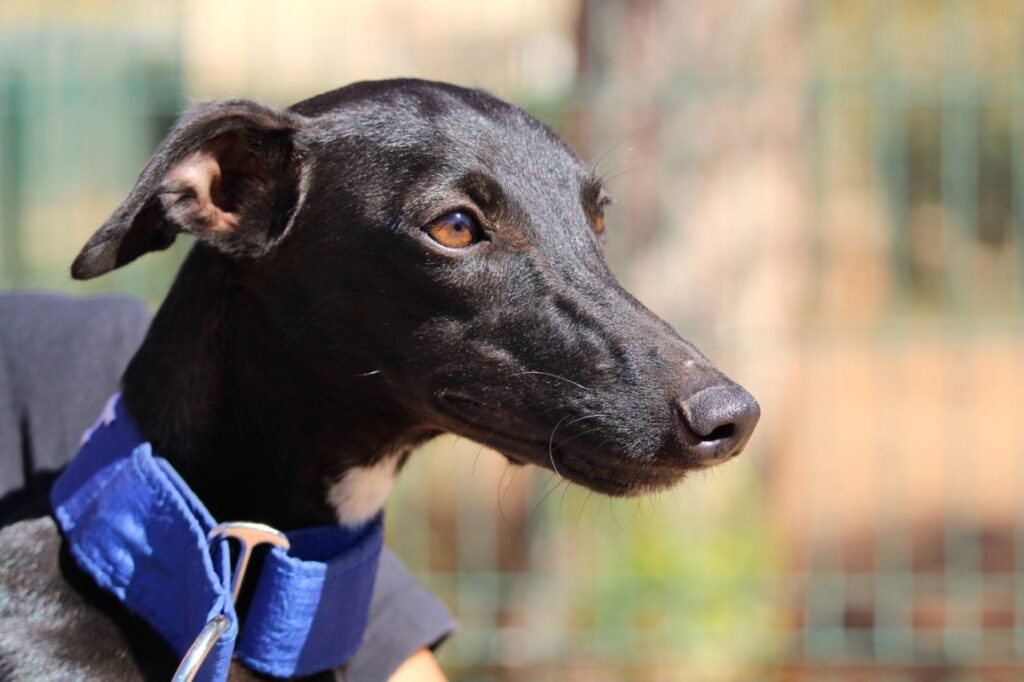 Lukas (M) PLI / Refuge de la FBM