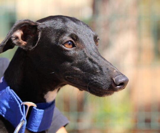 Lukas (M) PLI / Refuge de la FBM