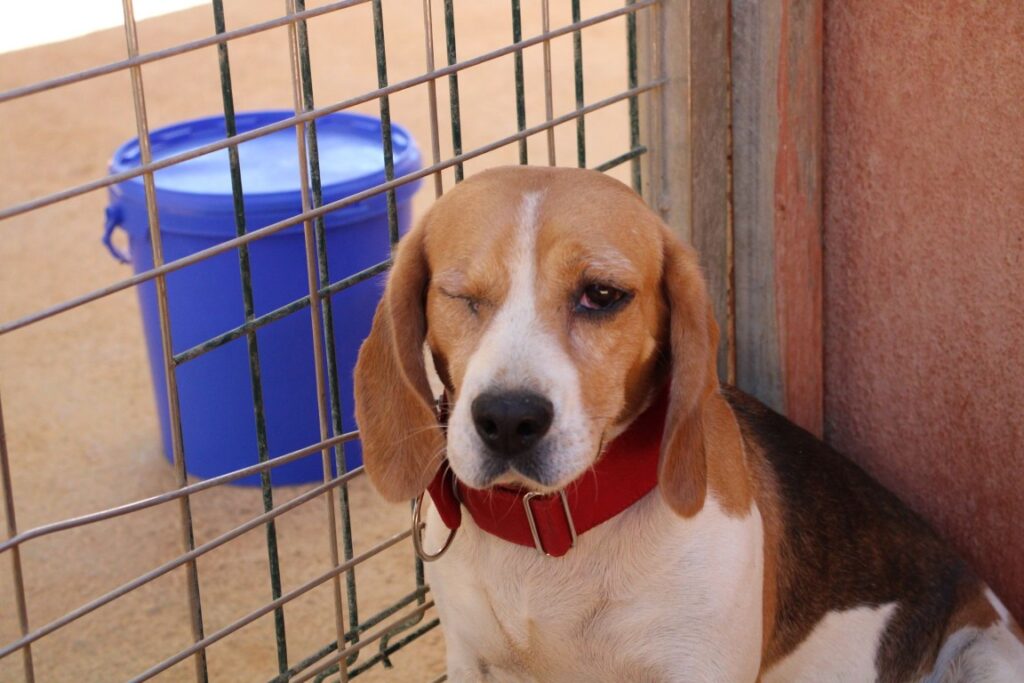 Monica (F) Beagle / Refuge de la FBM