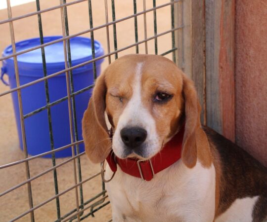 Monica (F) Beagle / Refuge de la FBM