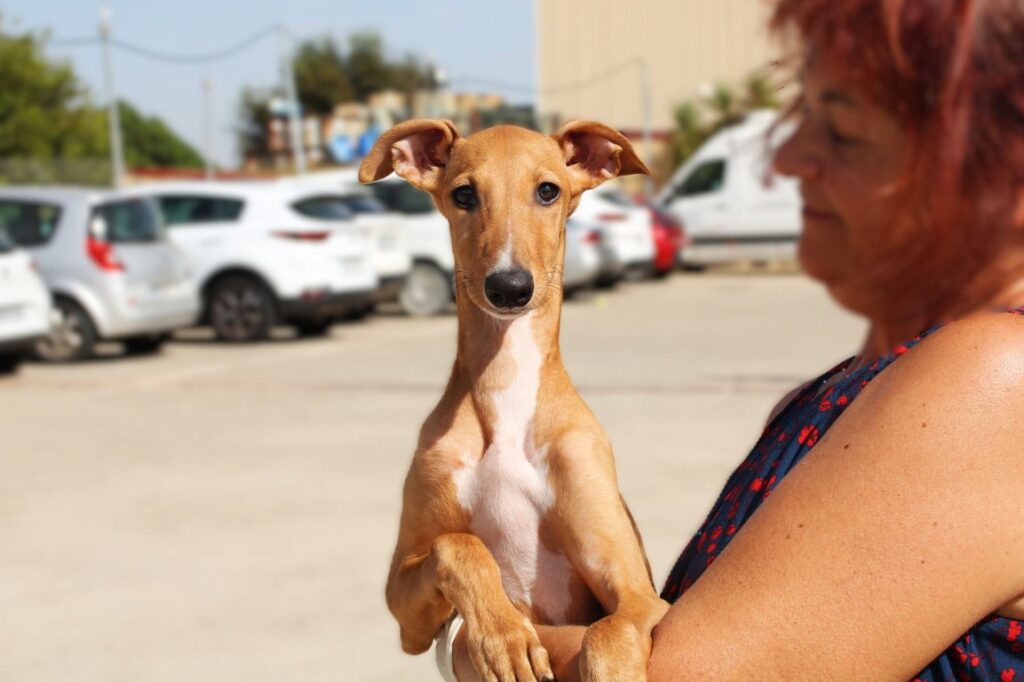 Nelly (F) Chiot / Refuge de la FBM
