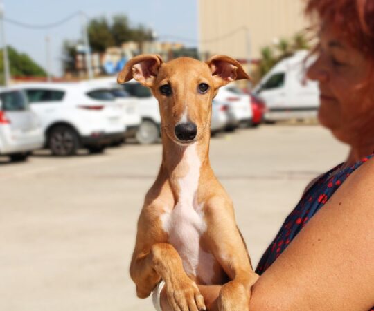 Nelly (F) Chiot / Refuge de la FBM